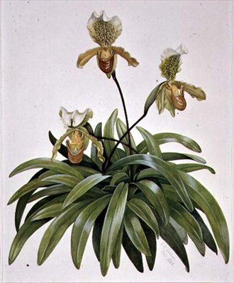 Lady Slipper Orchidee uit Nepal (Paphiopedilum insigne) door Cornelius B. Durham