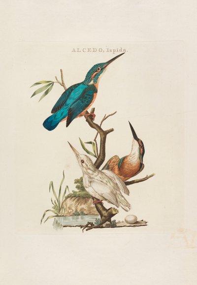 Nederlandsche vogelen: volgens hunne huishouding, aert, en eigenschappen, 1770-1829 door Cornelius Nozeman