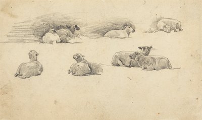 Studie van schapen door Cornelius Varley