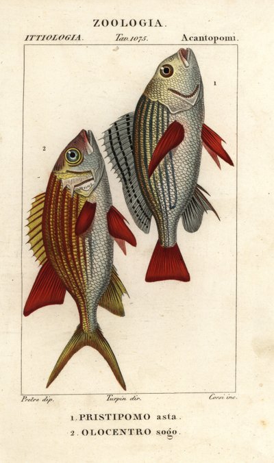 Gestreepte grunt, Pomadasys furcatus 1, en eekhoornvis, Holocentrus ascensionis 2 door Corsi Corsi