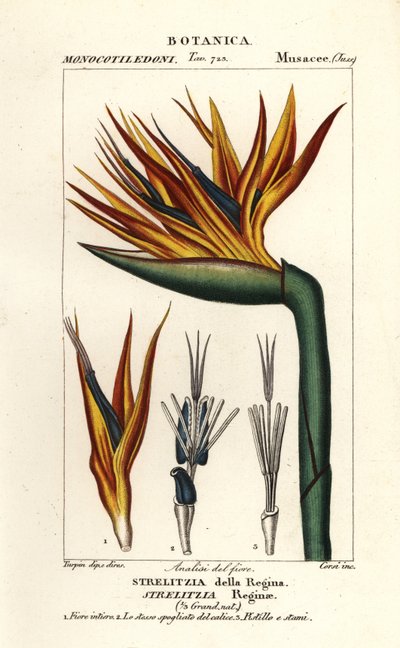 Paradijsvogelbloem, Strelitzia reginae door Corsi Corsi