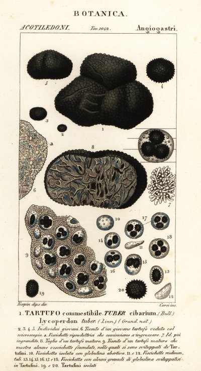 Zwarte truffel, Tuber melanosporum door Corsi Corsi