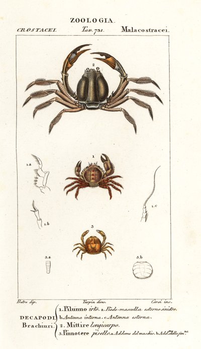 Stekelige krab, Pilumnus hirtellus, lichtblauwe soldatenkrab, Mictyris longicarpus, erwtenkrab, Pinnotheres pisum door Corsi Corsi