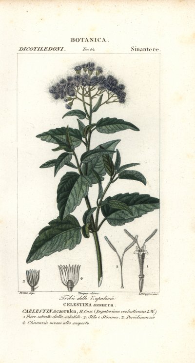 Vlindernevel, Ageratum corymbosum door Corsi Corsi