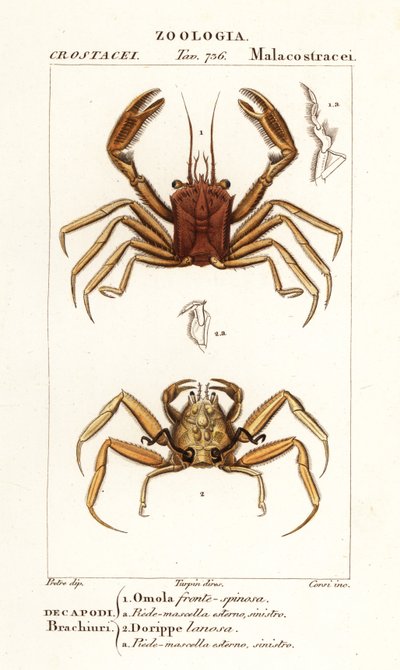 Draagkrab en dorripd krab door Corsi Corsi