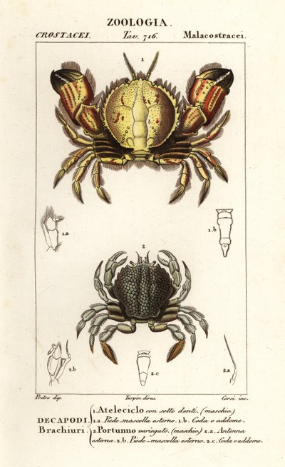 Ronde krab en zwemkrab door Corsi Corsi