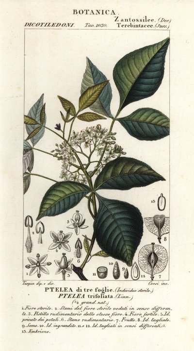 Gewone hopboom, Ptelea trifoliata door Corsi Corsi