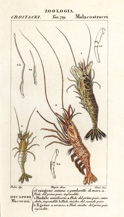 Gewone garnaal, Crangon crangon, roze garnaal, Pandalus montagui, en Aegaeon cataphractus door Corsi Corsi