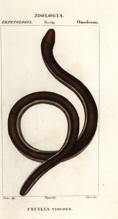 Gewone geelgestreepte wormsalamander, Ichthyophis glutinosus door Corsi Corsi