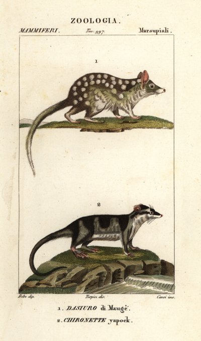 Oostelijke quoll en wateropossum door Corsi Corsi