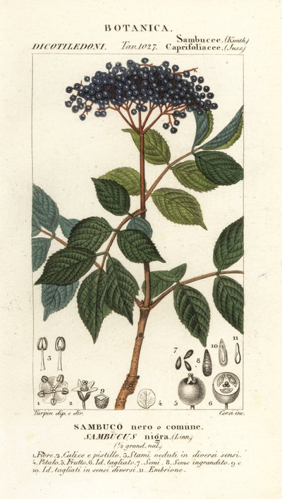 Europese zwarte vlierbes, Sambucus nigra door Corsi Corsi