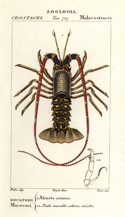 Europese langoest, Palinurus elephas door Corsi Corsi