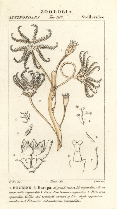 Uitgestorven crinoïde Encrinus, Encrino d