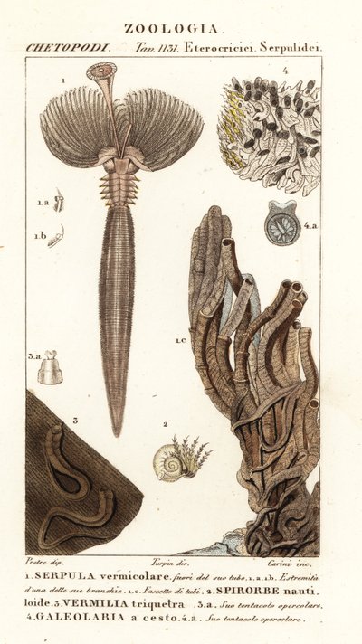 Kokerworm, Serpula vermicularis, polychaete worm, Spirorbis corrugatus, buisvormende annelide worm, Spirobranchus triqueter en Galeolaria caespitosa door Corsi Corsi