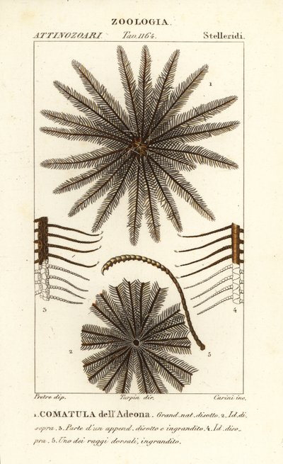 Veerster crinoïde, Oligometrides adeonae, Comatula adeonae door Corsi Corsi