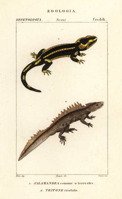 Vuursalamander, Salamandra salamandra 1, en grote watersalamander, Triturus cristatus (kritiek bedreigd) 2 door Corsi Corsi