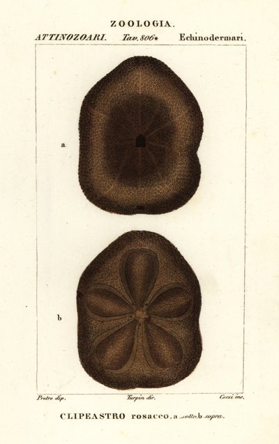 Platte zeebiscuit, Clypeaster rosaceus door Corsi Corsi