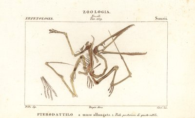 Fossiel skelet van een uitgestorven pterodactyl, Pterodactylus antiquus door Corsi Corsi