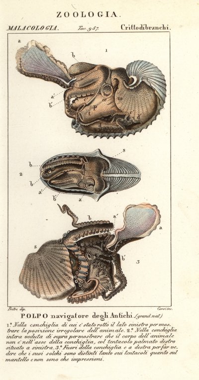 Grote argonaut octopus, Argonauta argo door Corsi Corsi