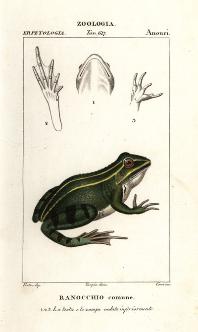 Groene kikker, Pelophylax kl esculentus door Corsi Corsi