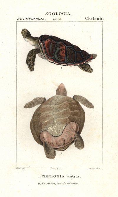 Groene zeeschildpad, Chelonia mydas Bedreigd door Corsi Corsi