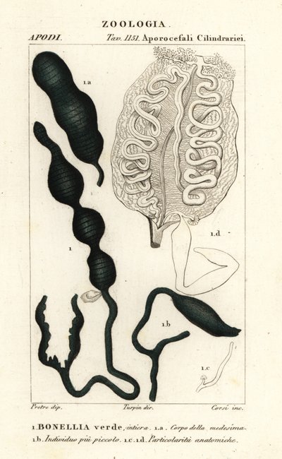 Groene lepelworm, Bonellia viridis door Corsi Corsi