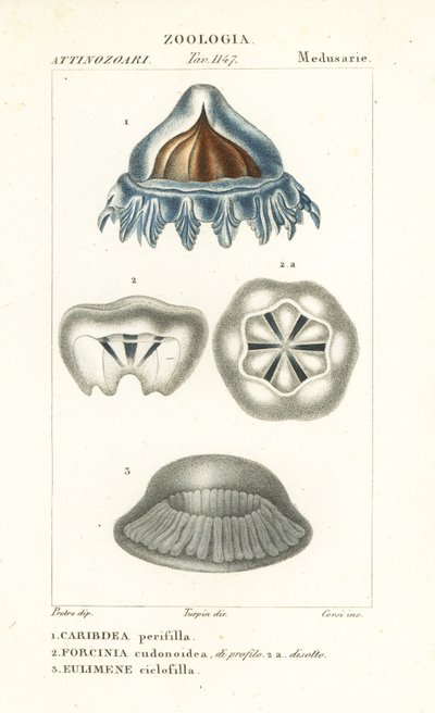 Helmkwallen, Periphylla periphylla 1, Phorcynia cudonoidea 2, en Eulimene ciclophylla 3 door Corsi Corsi
