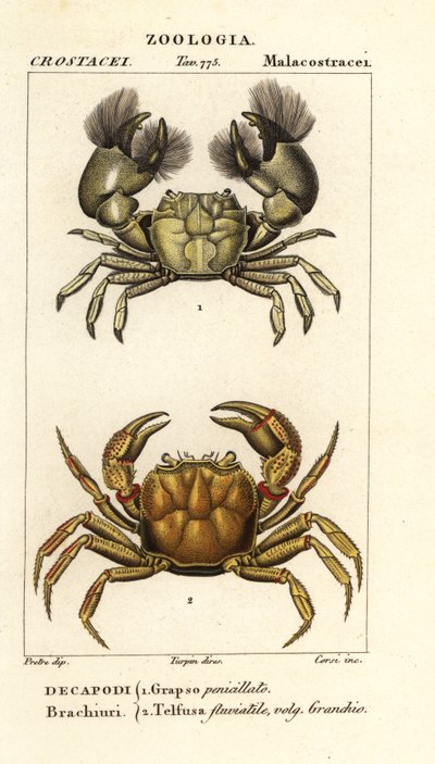 Hemigrapsus penicillatus en Potamon fluviatile door Corsi Corsi