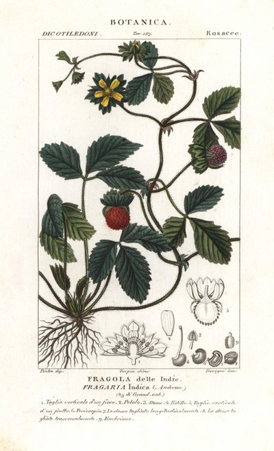 Schijnaardbei, Potentilla indica door Corsi Corsi