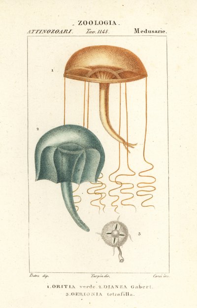 Naaktoogmedusa, Orythia viridis, Oritia verde 1, en hydrozoa, Geryonia proboscidalis, Dianea gabert 2, en Liriope tetraphylla, Gerionia tetrafilla 3 door Corsi Corsi