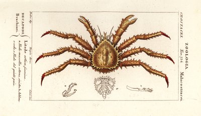 Noorse koningskrab, Lithodes maja door Corsi Corsi