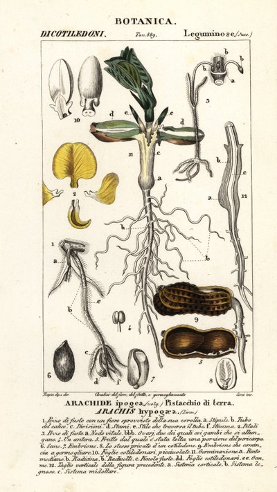 Pinda of aardnoot, Arachis hypogaea door Corsi Corsi