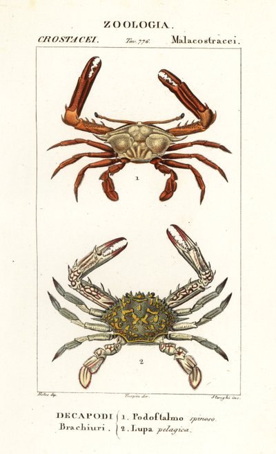 Periscoopkrab en bloemkrab door Corsi Corsi