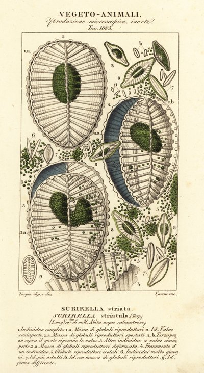 Plankton, Surirella striatula, Surirella striata door Corsi Corsi