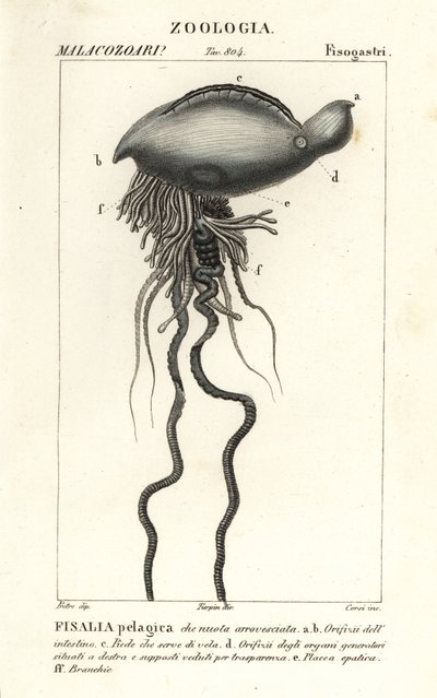 Portugese oorlogsschip, Physalia physalis door Corsi Corsi