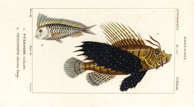 Rode koraalduivel, Pterois volitans, Pteroide volante 1, en blauwe blanquillo, Taenianotus latovittatus, Tenianoto striata larga 2 door Corsi Corsi