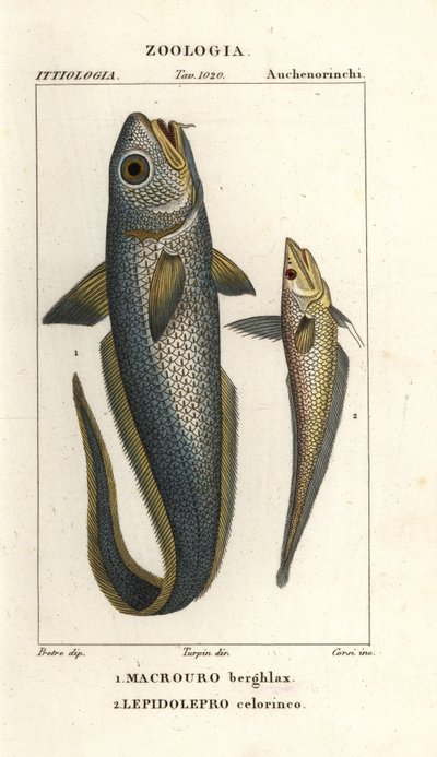 Ruwe kopkabeljauw of uienoogkabeljauw, Macrourus berglax 1 en holle snuitkabeljauw, Coelorinchus caelorhincus (Lepidoleprus coelorhinchus) 2 door Corsi Corsi