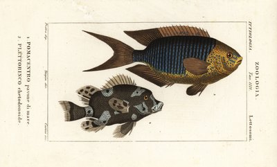 Saffier juffer, Pomacentrus pavo, pavone di mare 1, en harlekijn zoetlips, Plectorhinchus chaetodonoides, Plettorinco chetodonoides 2 door Corsi Corsi