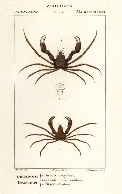 Schorpioen spinnenkrab en Leach