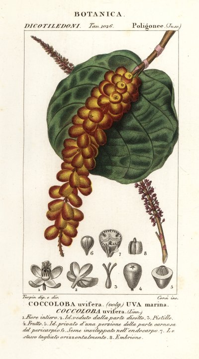 Zeedruif, Coccoloba uvifera door Corsi Corsi