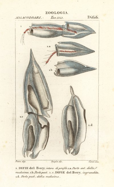 Sifonoforen, Diphyes dispar, Diphyes boryi, Difie del Bory door Corsi Corsi