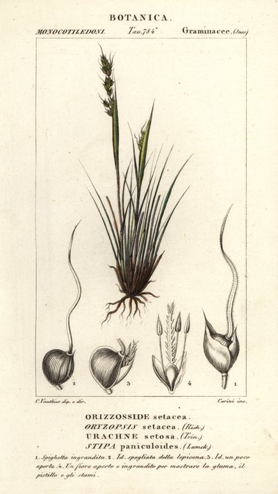 Speergras, Piptochaetium panicoides door Corsi Corsi