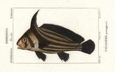 Gestippelde drum, Equetus punctatus Eques punctatus, Cavaliere punteggiato door Corsi Corsi