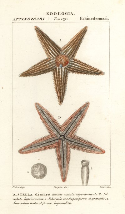 Zeester of zeester, Asterias rubens door Corsi Corsi