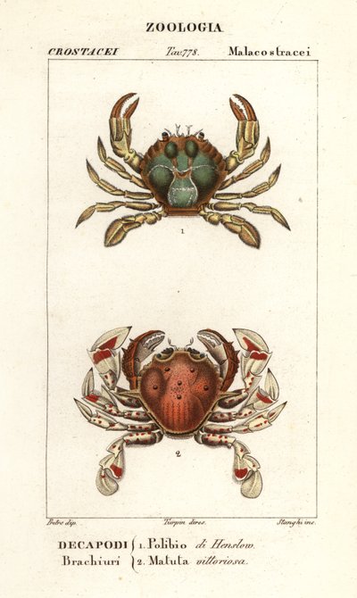 Zwemkrab en maan krab door Corsi Corsi
