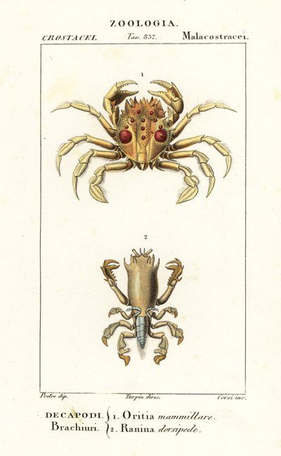 Tijgerkrab en kikkerkrab door Corsi Corsi