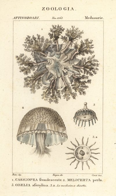 Ondersteboven kwallen, Cassiopea frondosa, Melicertum soorten en obelia poliep door Corsi Corsi