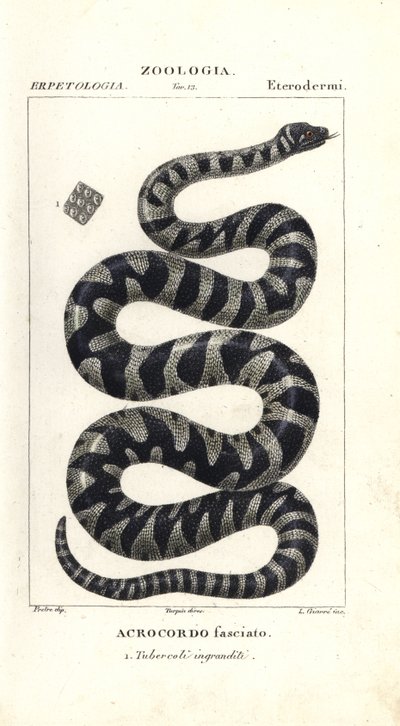 Wratten slang of kleine fileslang, Acrochordus granulatus door Corsi Corsi