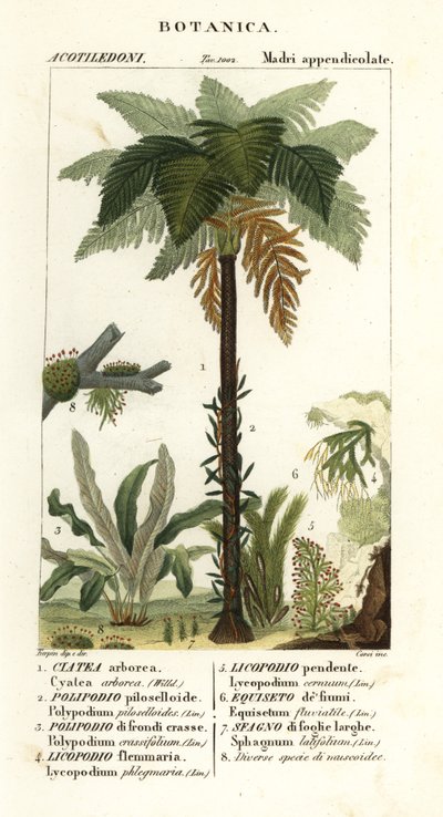 West-Indische boomvaren, Cyathea arborea, wijnstokvaren, Microgramma piloselloides, sierlijke varen, Niphidium crassifolium, grove kwastvaren, Huperzia phlegmaria, hertshoornclubmos, Lycopodiella cernua, waterpaardenstaart door Corsi Corsi