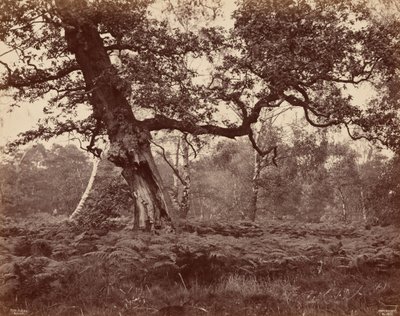Boomstudie,c. 1870 (foto) door Cox & Son